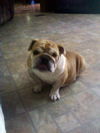 Miss Piggy