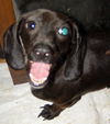 Molli
