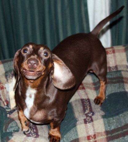 Copper Mac