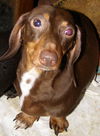Copper Mac