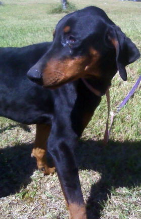 Buster