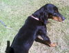Buster