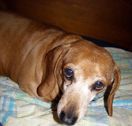 Sammy