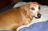 Sammy