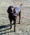 Big Dixie