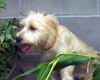 Christy