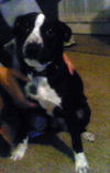 Molly (MooMoo)