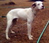 Piper