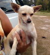 Buddy