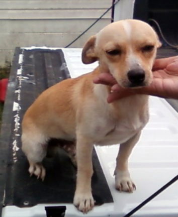 Buddy