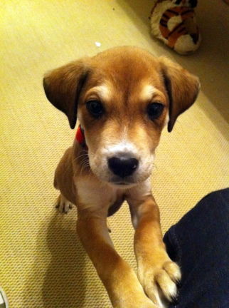 Maverick