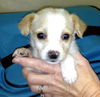 Bijou