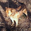 Rusty