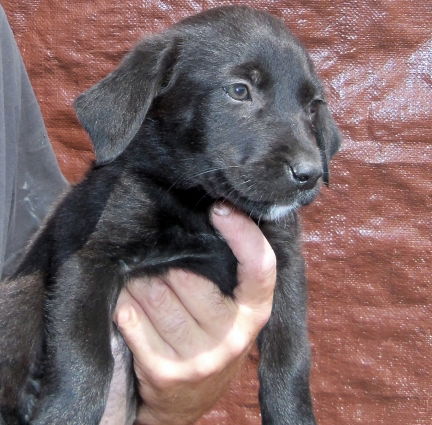 Black Lab pup, female #4