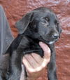 Black Lab pup, female #4