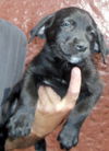 Black Lab pup, female #4