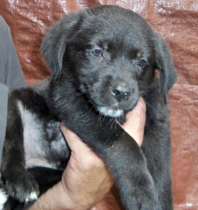 Black Lab pup, female #5