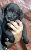 Black Lab pup, female #5