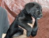 Black Lab pup, female #5