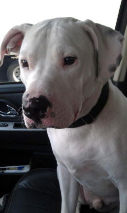 Bruno