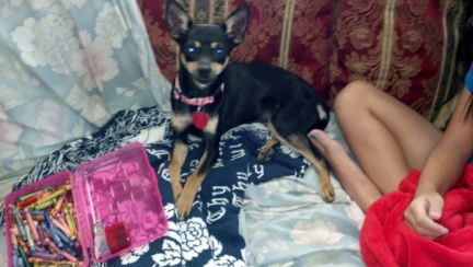 Trixie