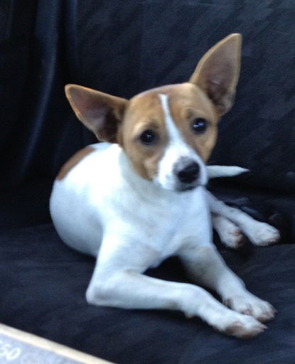 Dottie