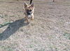 Spike
