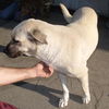 Roxie