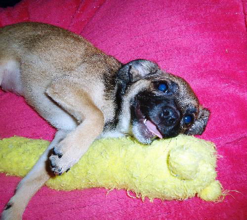 Starr