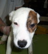 Livia