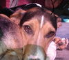 Joanie