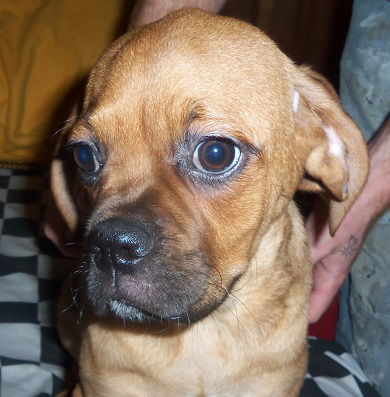 Bugsy