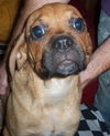 Bugsy