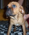 Bugsy