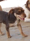 Rascal