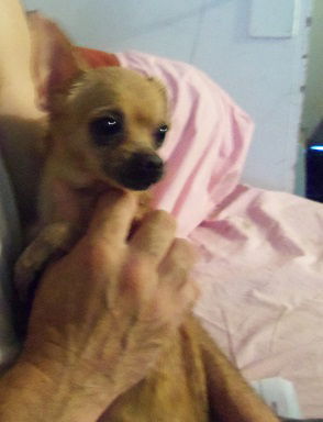Chico