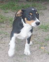 Amye