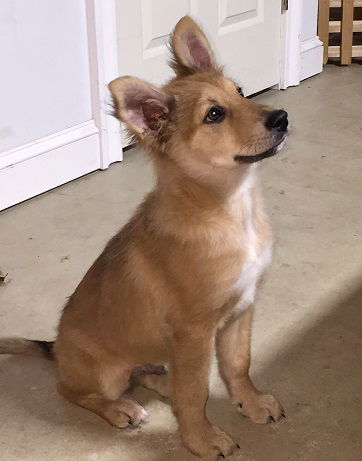 Cody