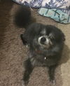 Murphy