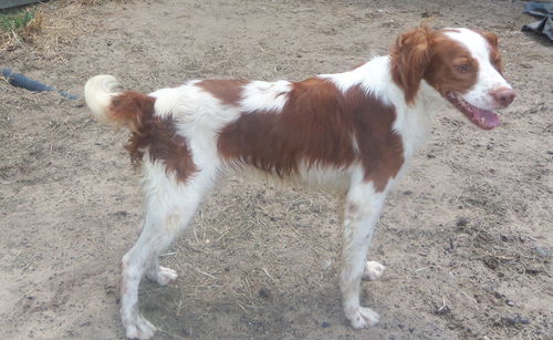 Aries