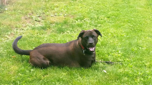 Alfie
