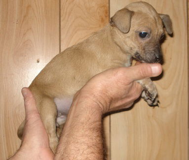 Piper