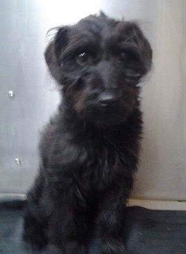 Frito