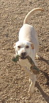 Shelby (Paris)
