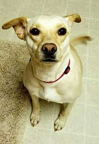 Shelby (Paris)