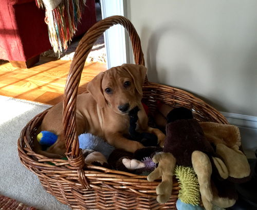 Marley