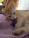 *Clementine