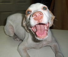 Dottie