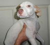 Dottie
