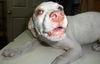Dottie